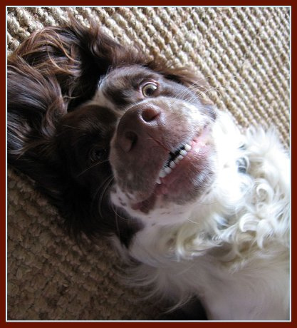 Pictures of dogs - English springer spaniel - smiling springer spaniel